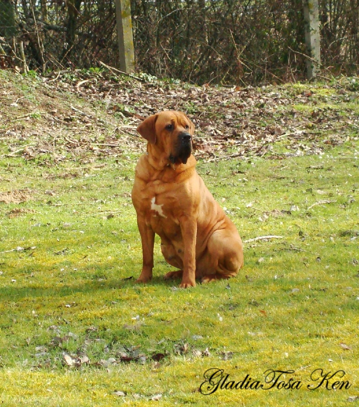 Leiko tib majestic dog