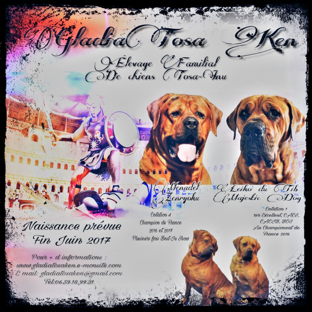 Naissance de chiots Tosa Inu prévue fin Juin 2017